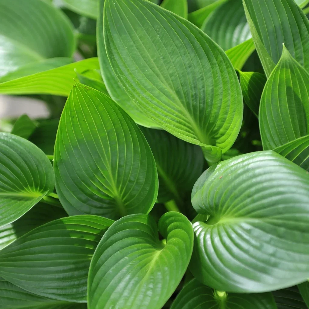 Hosta 'Devon Green' 13cm