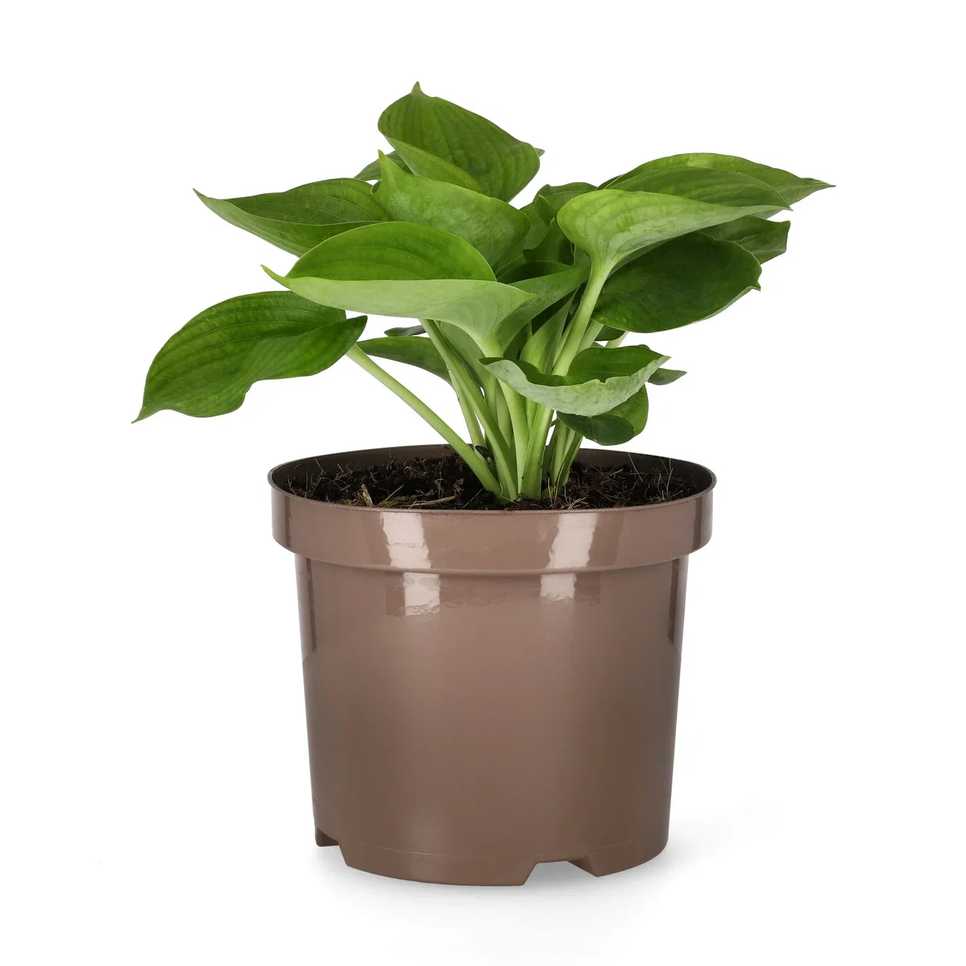 Hosta 'Abiqua Drinking Gourd' 19cm