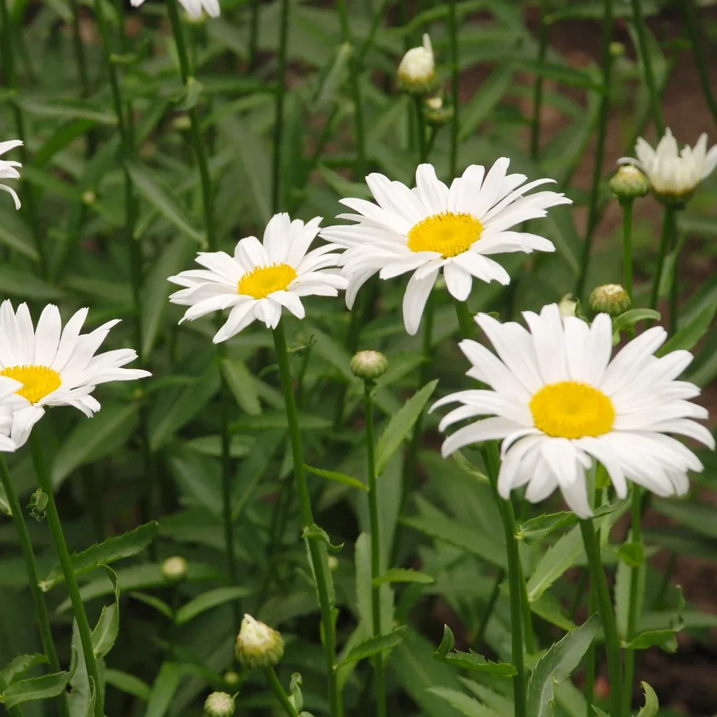 Leucanthemum x superbum OOH LA LAGRANDE 17cm