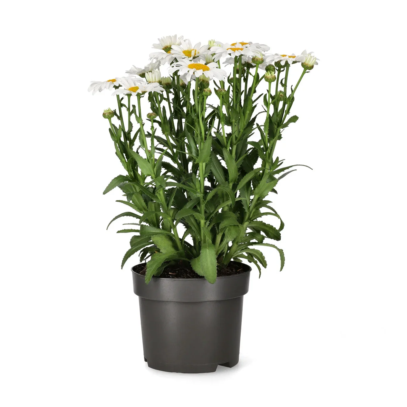 Leucanthemum x superbum OOH LA LAGRANDE 17cm