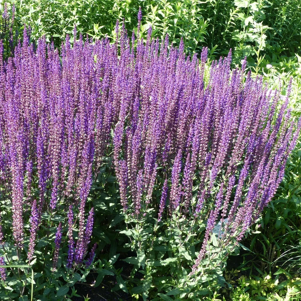 Salvia nemorosa 'Caradonna' 17cm