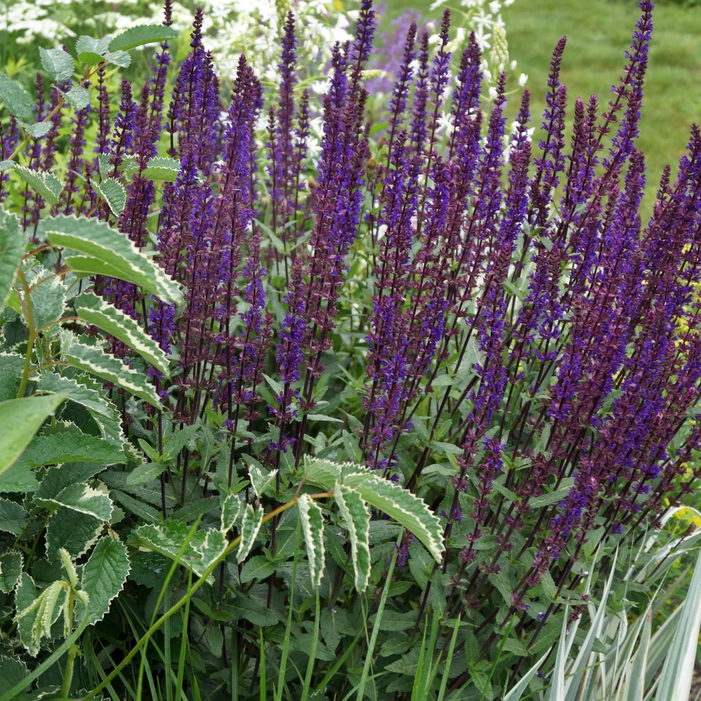 Salvia nemorosa 'Caradonna' 17cm