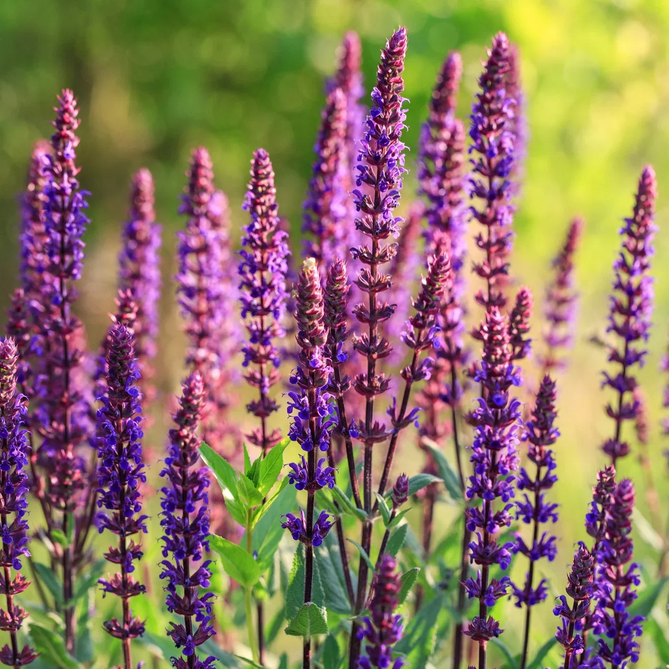 Salvia nemorosa 'Caradonna' 17cm