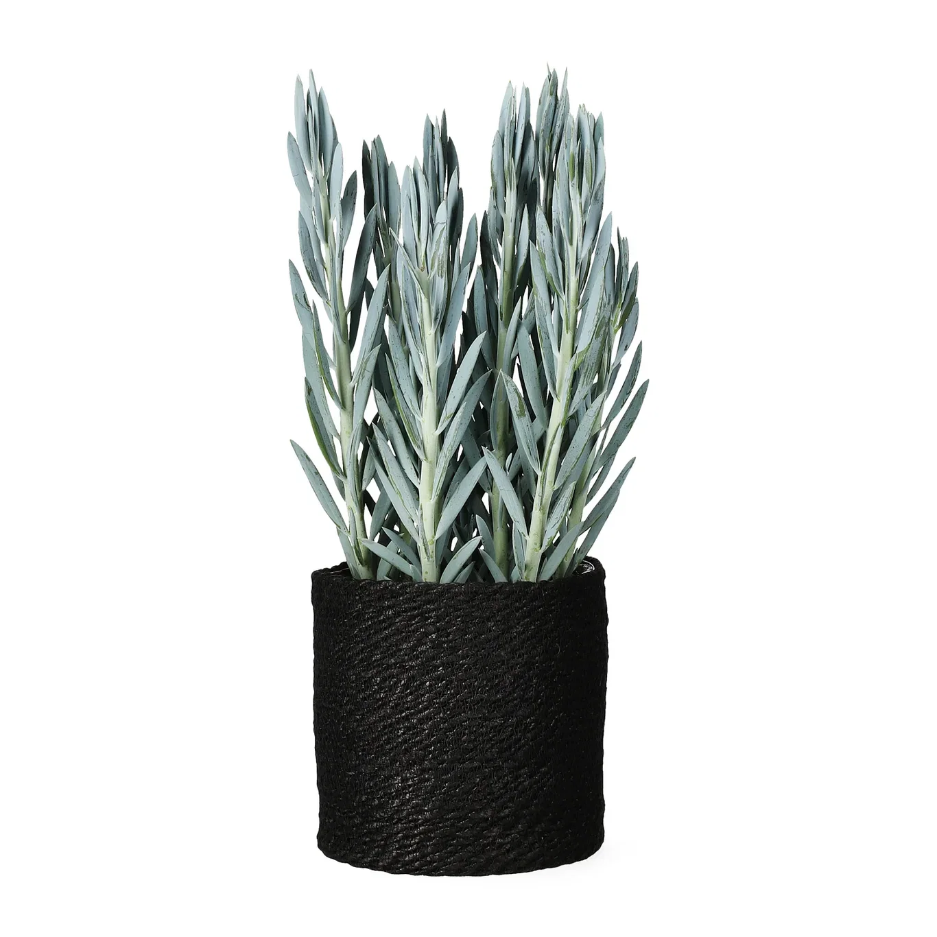 Naledi pot D20 black