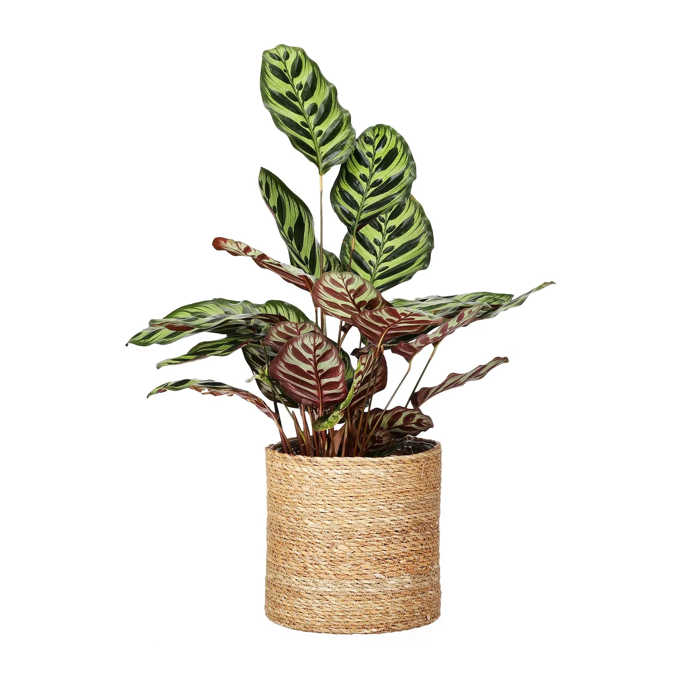 Naledi pot D20 natural