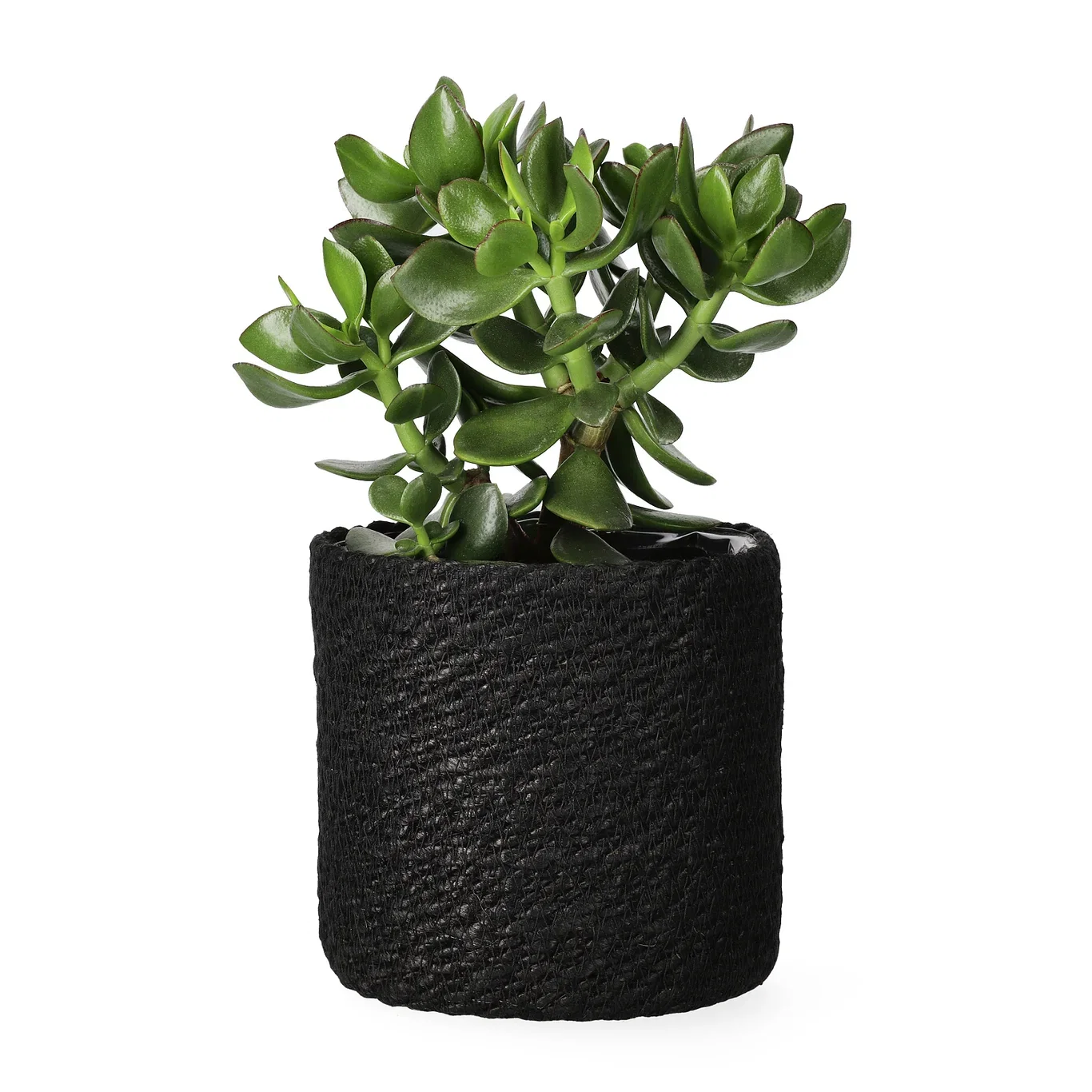 Naledi pot D16 black