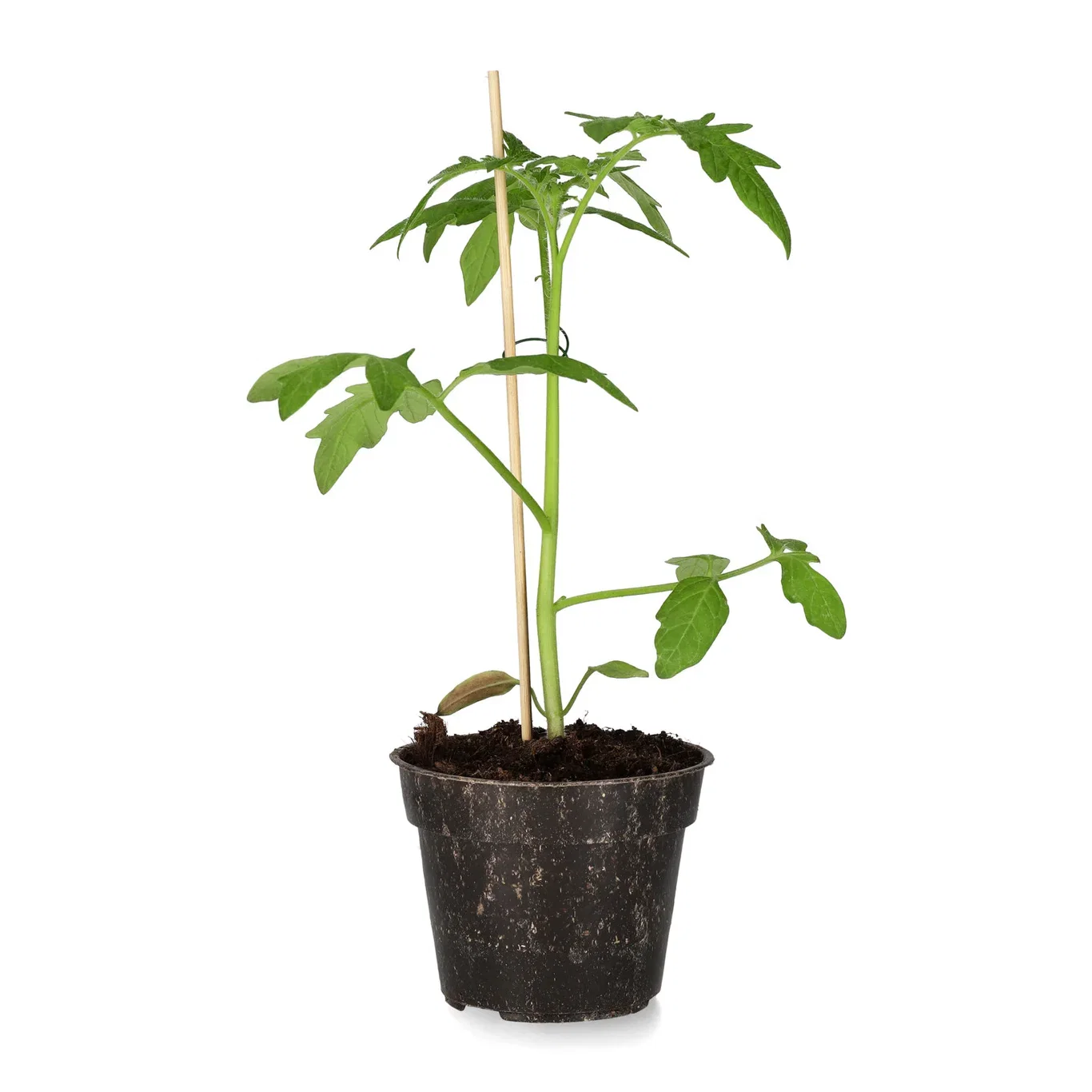 All N. Lycopersicum 'Money Maker' 10,5 cm