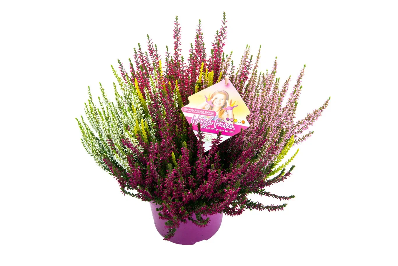Calluna 'High Five' 17 cm