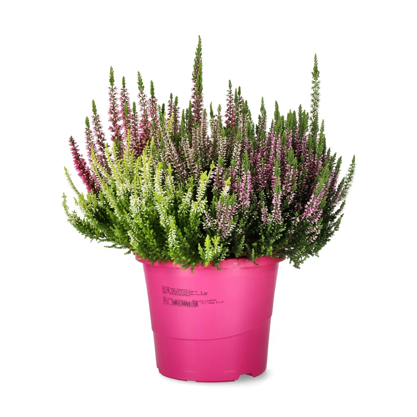 Calluna 'High Five' 17 cm