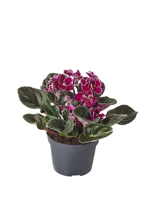 Saintpaulia ionantha Lilla 10,5 cm