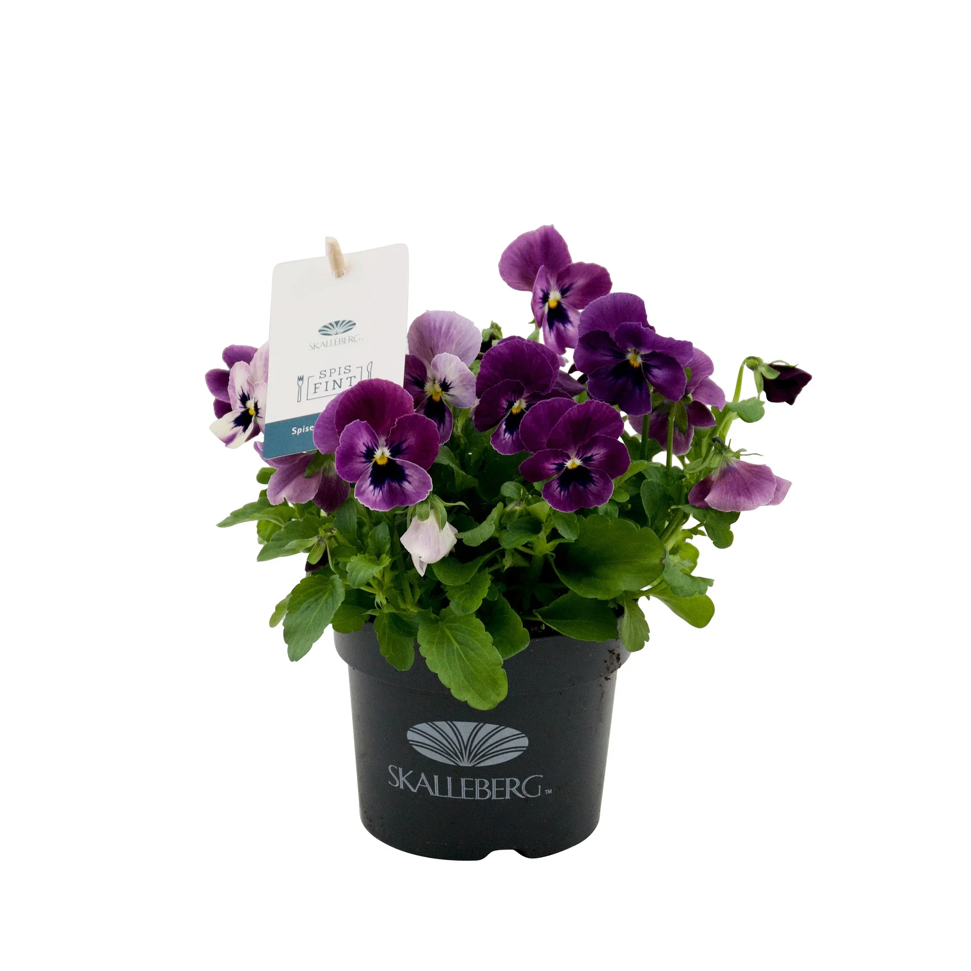 Viola small fl. edible ECO 10,5 cm
