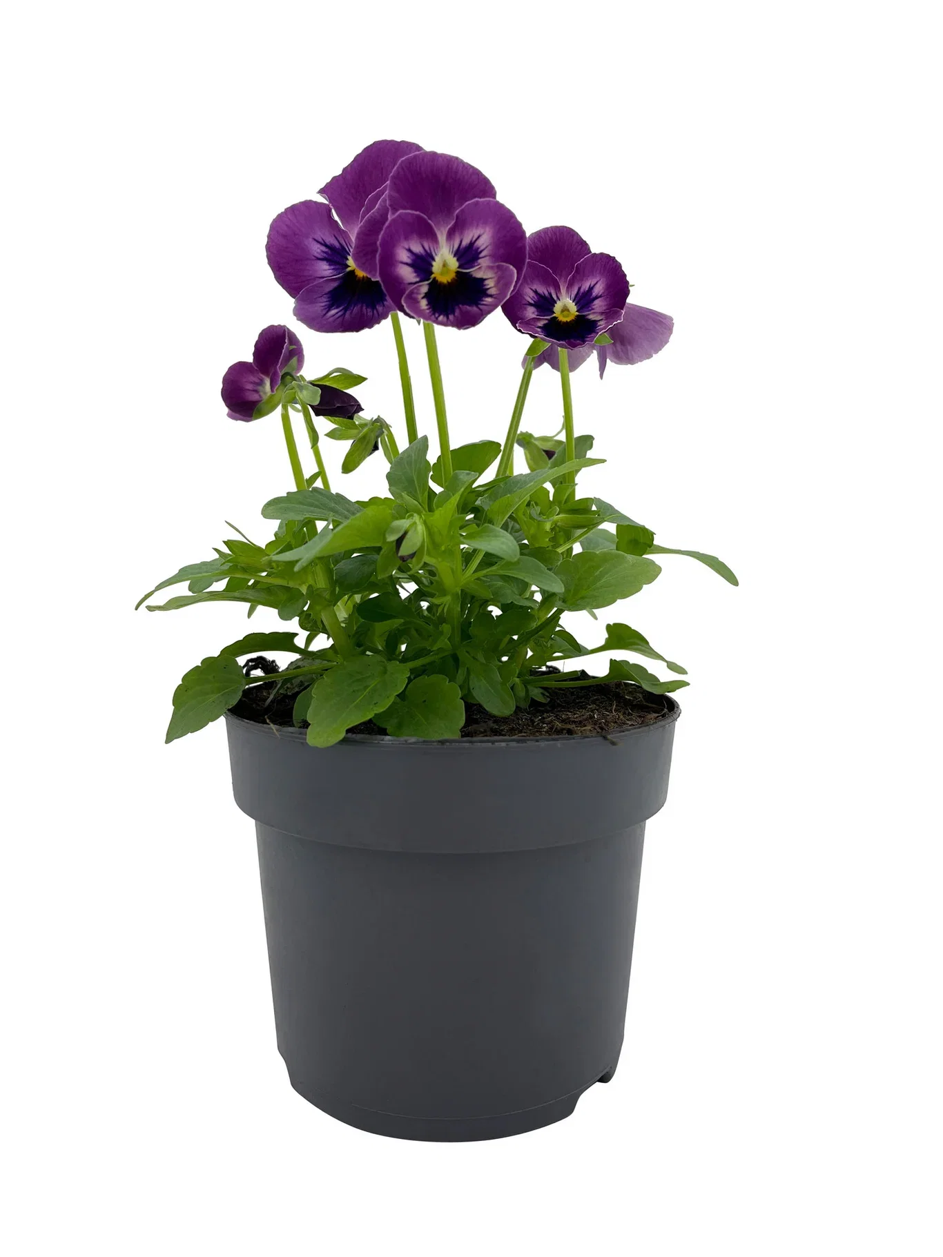 Viola small fl. edible ECO 10,5 cm