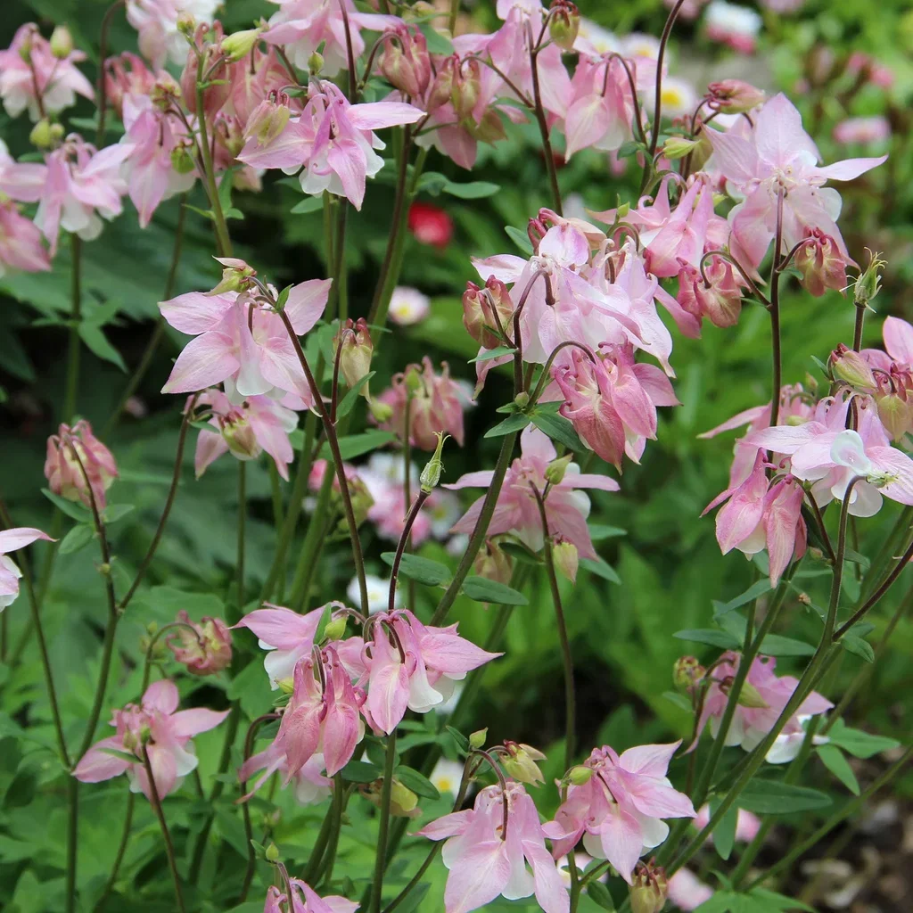 Aquilegia mix 10,5cm