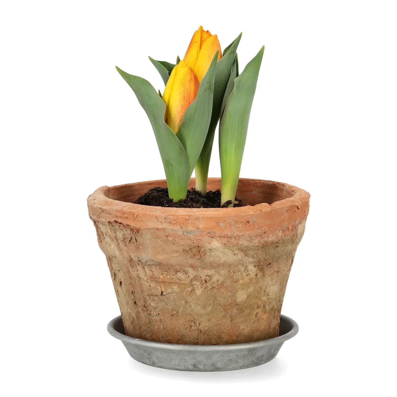 Tulipa 'Flair' 10,5 cm
