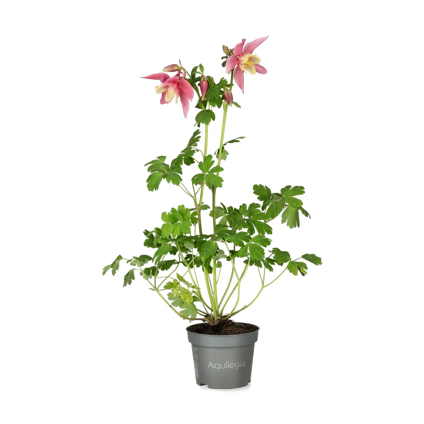 Aquilegia mix 10,5cm
