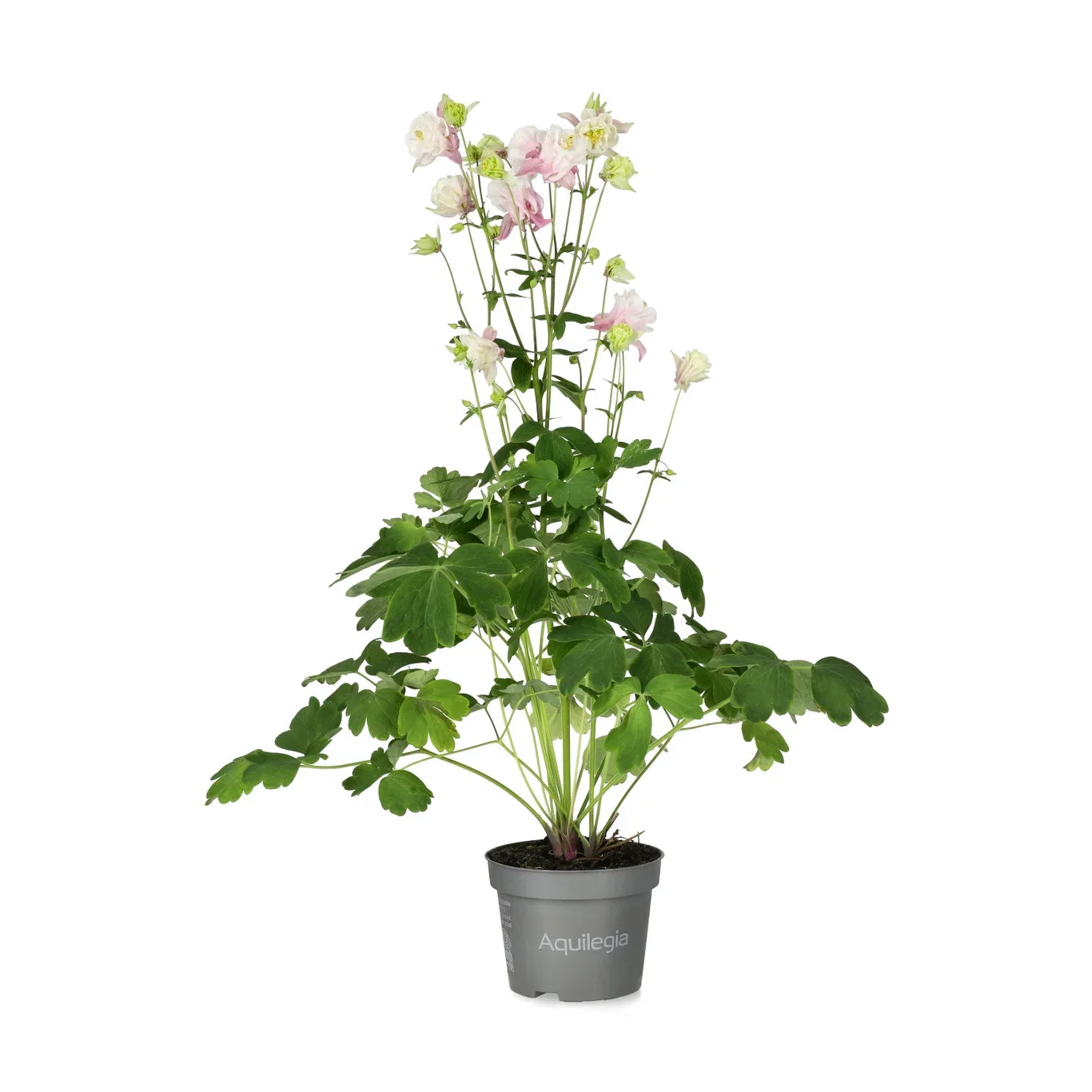 Aquilegia mix 10,5cm