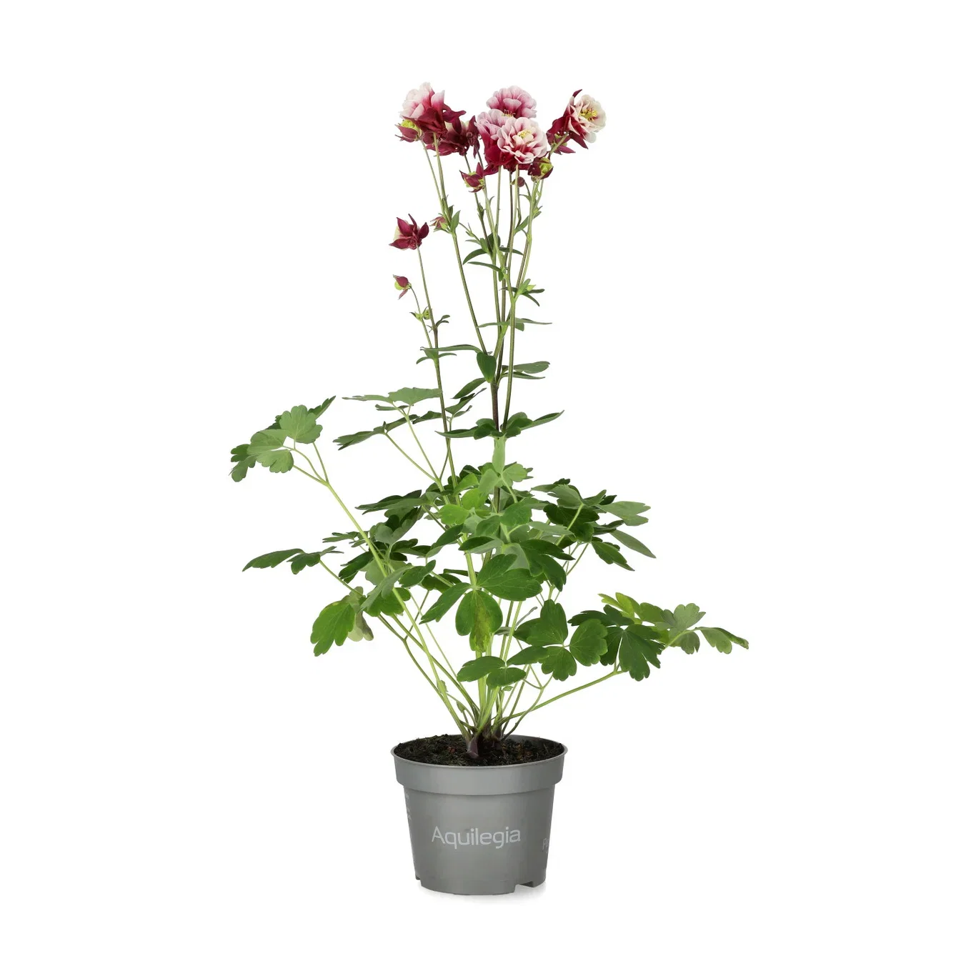 Aquilegia mix 10,5cm