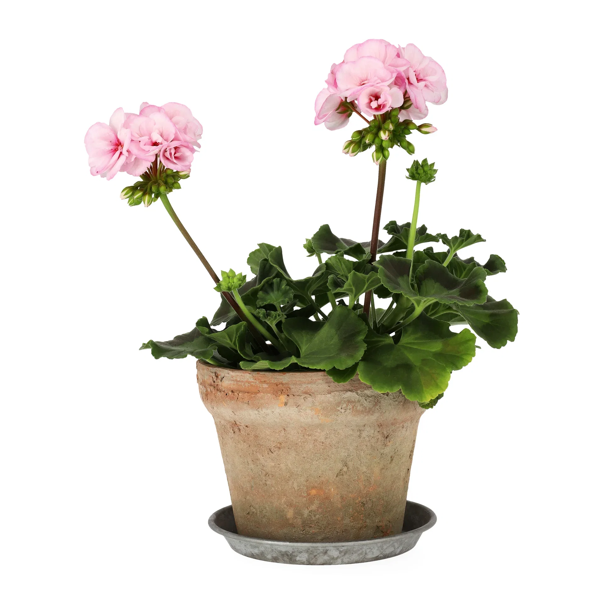 Pel. z. 'Estelle' 14 cm