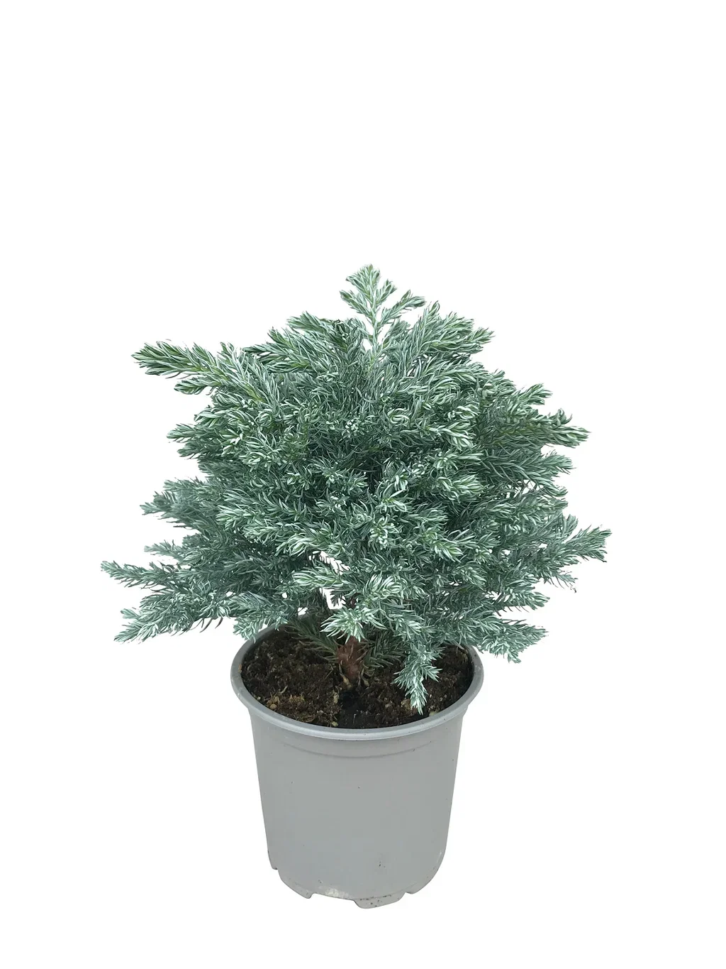 Chamaecyparis 'Sky Blue' 11 cm