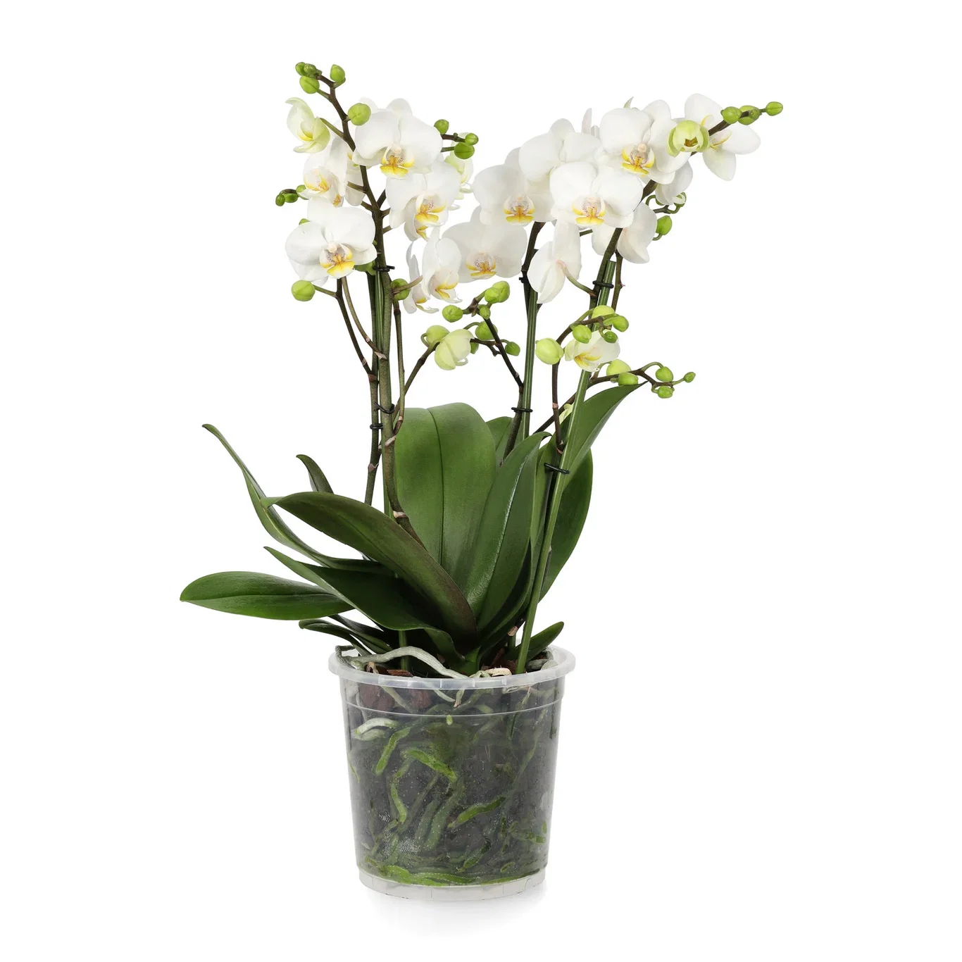 Phalaenopsis 'Duetto Multi'