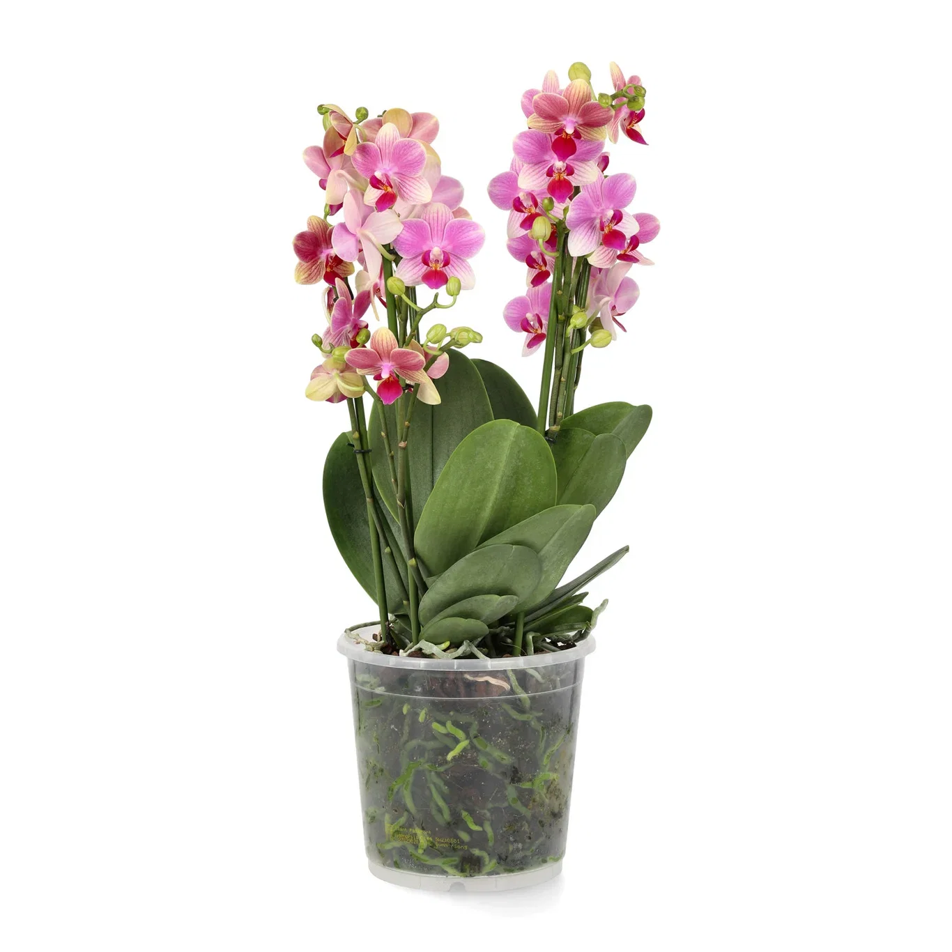 Phalaenopsis 'Duetto Multi'