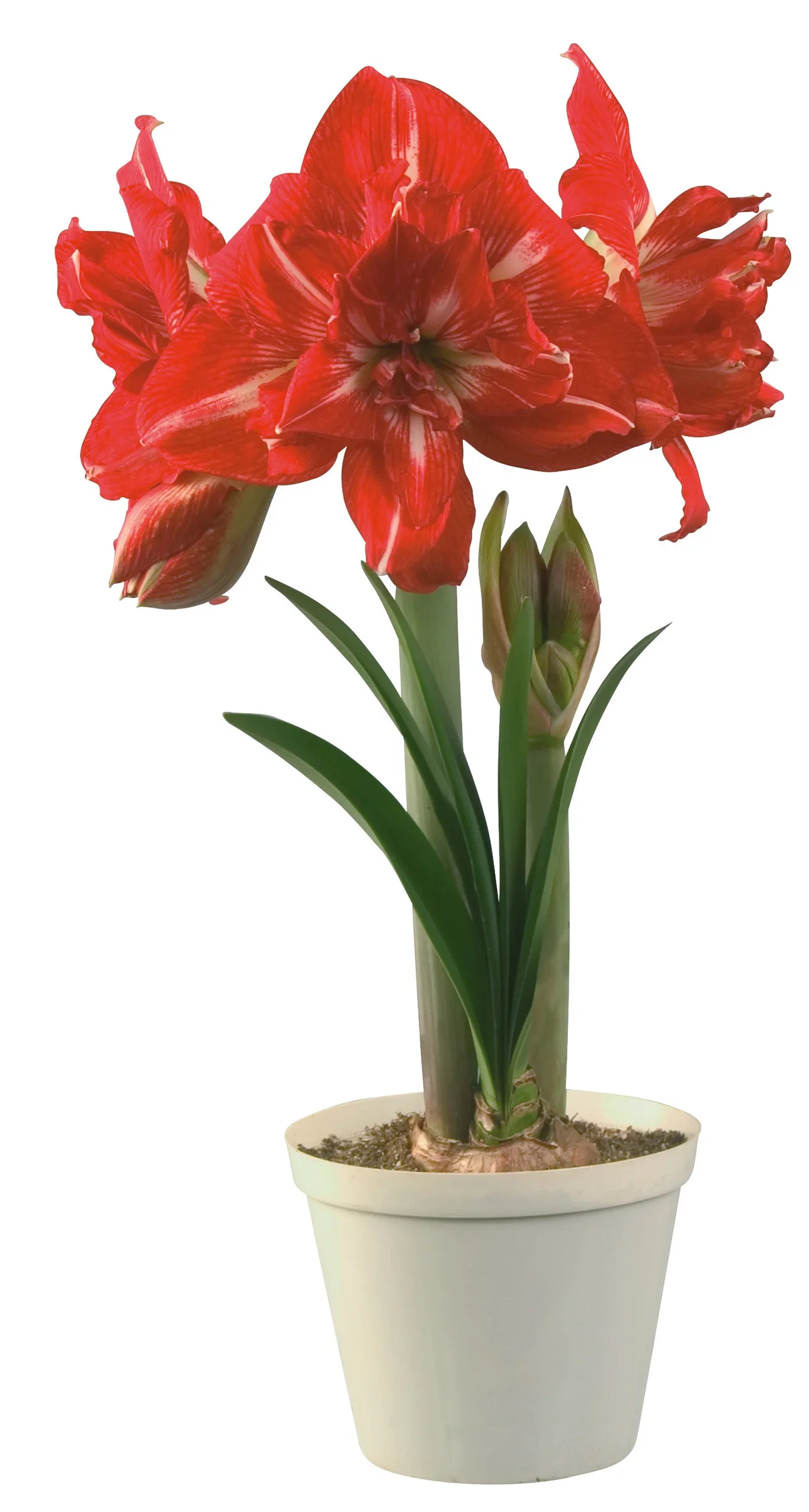 Hippeastrum 32+ 'Rock N Roll' 14 cm