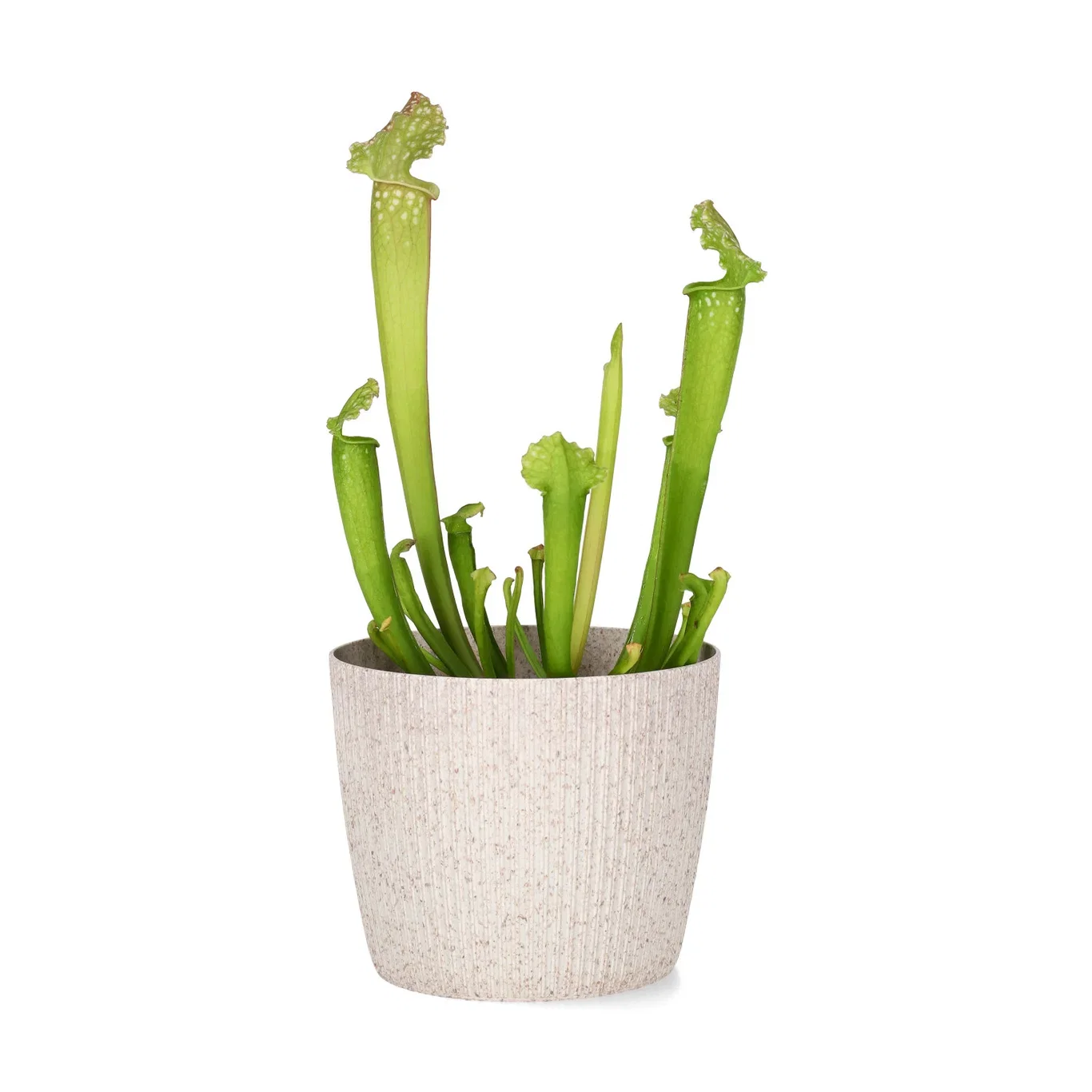 Lisse pot D10,5 white