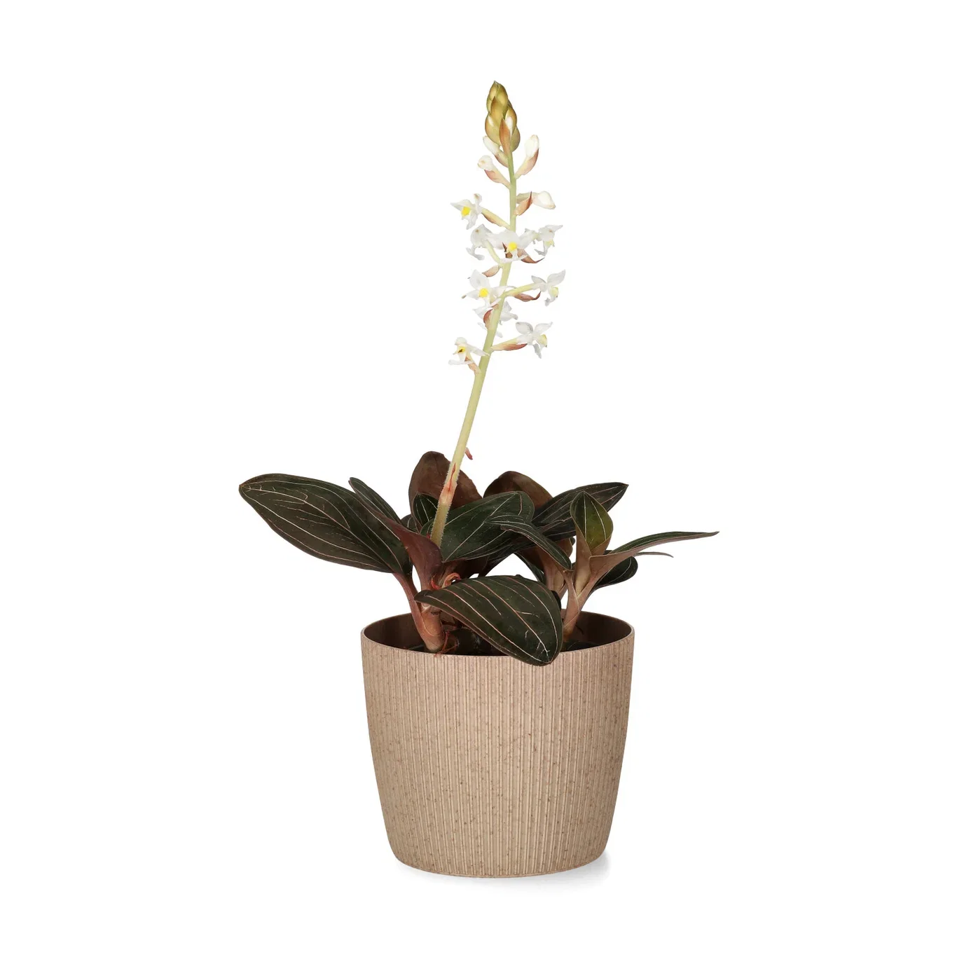 Lisse pot D10,5 latte