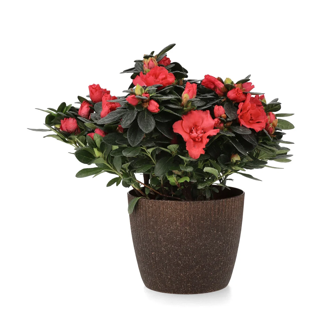 Lisse pot D14 espresso