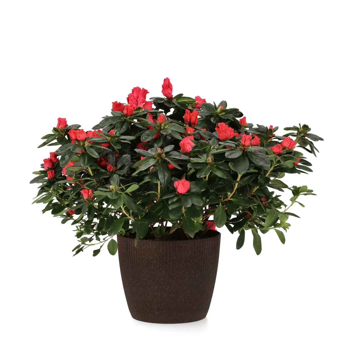 Lisse pot D18,5 espresso