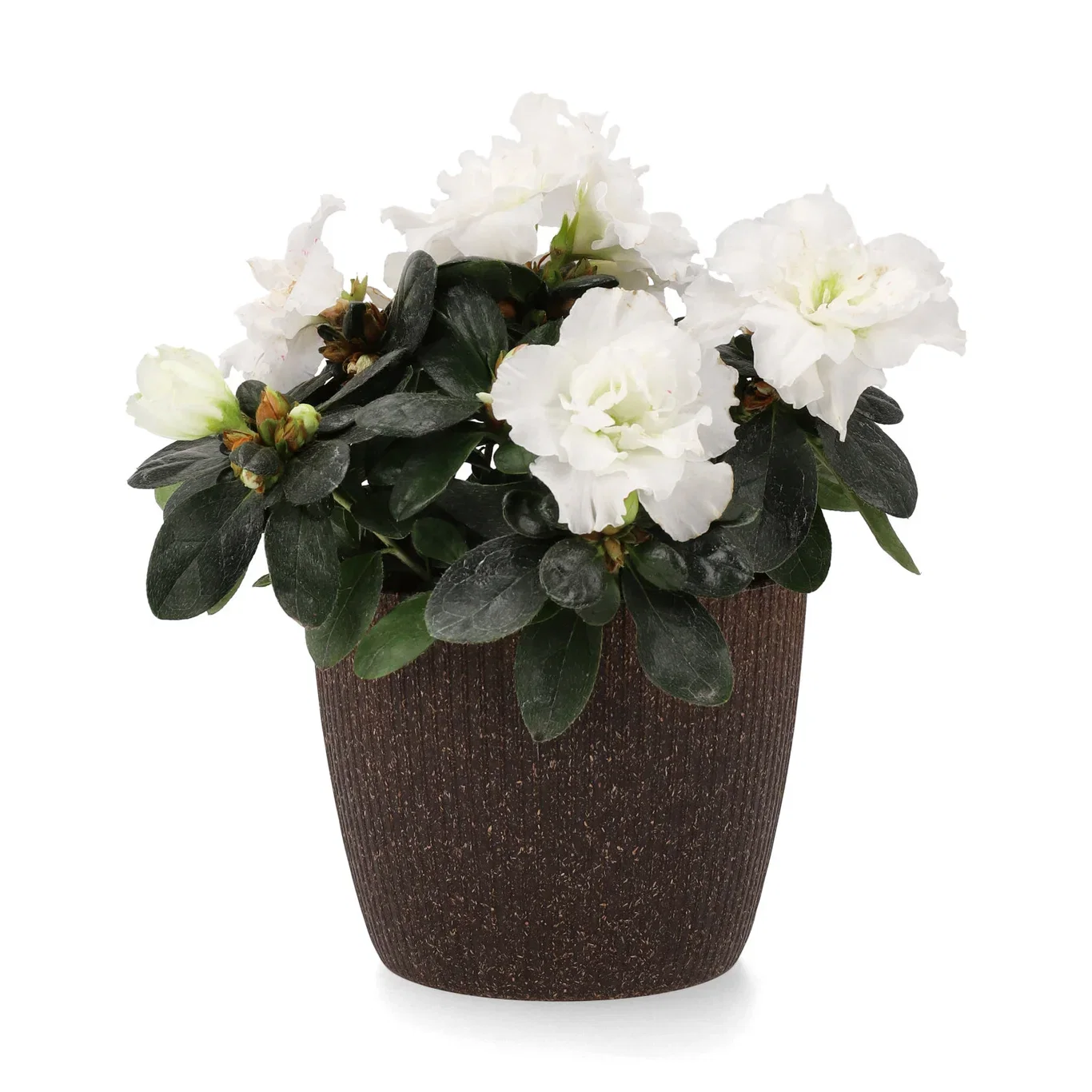 Lisse pot D14 espresso