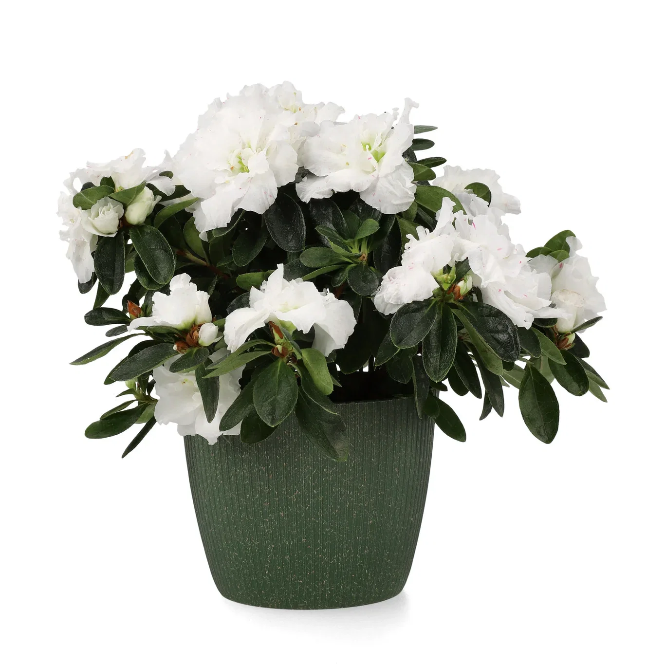 Lisse pot D14 green