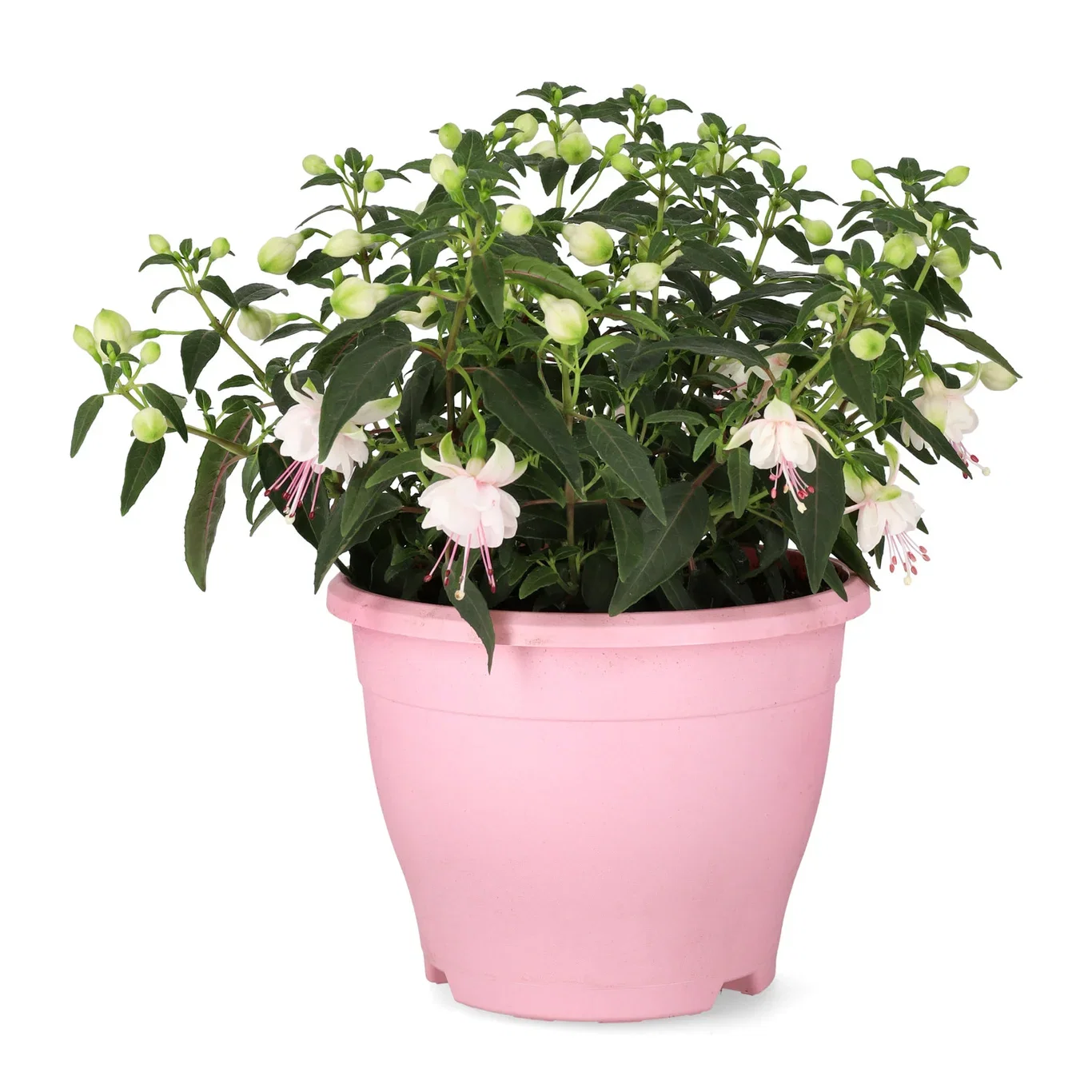 Fuchsia 'Bella' 17 cm