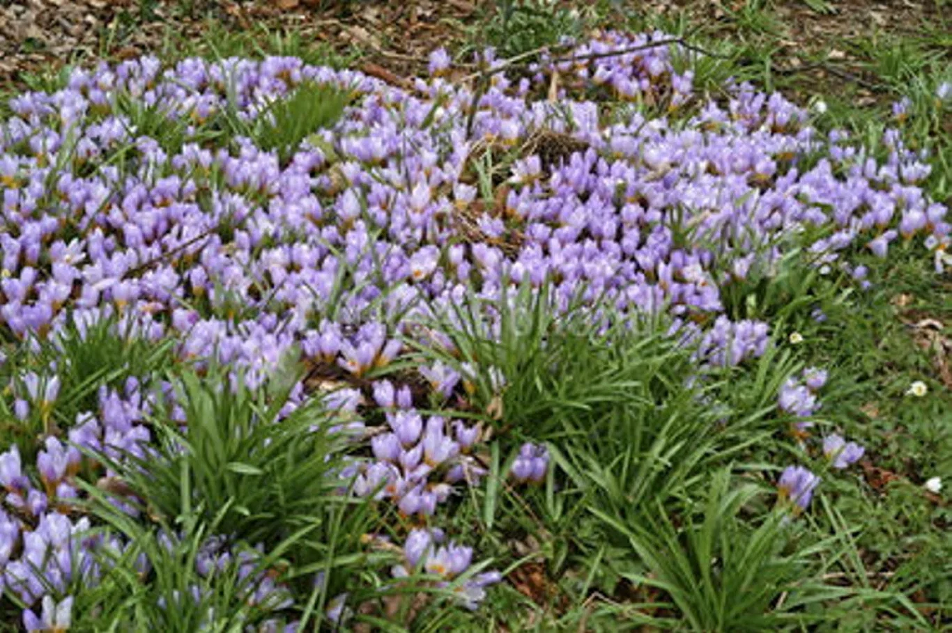 Crocus Botanical Advance