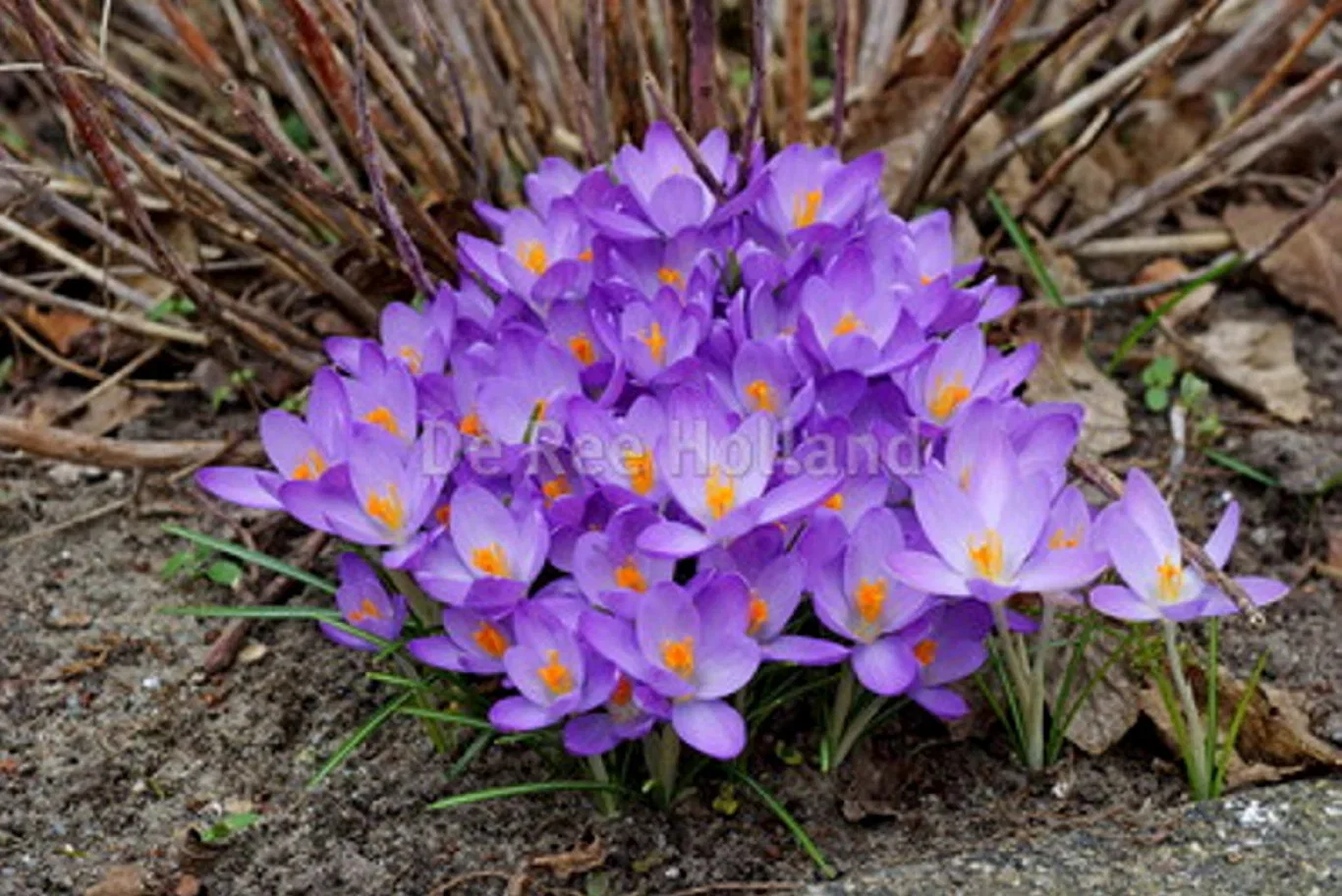 Crocus Botanical Advance