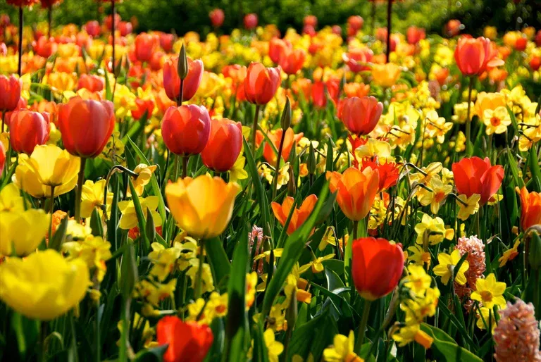 Easy Gardening Ratatouille, Yellow & Orange Tones