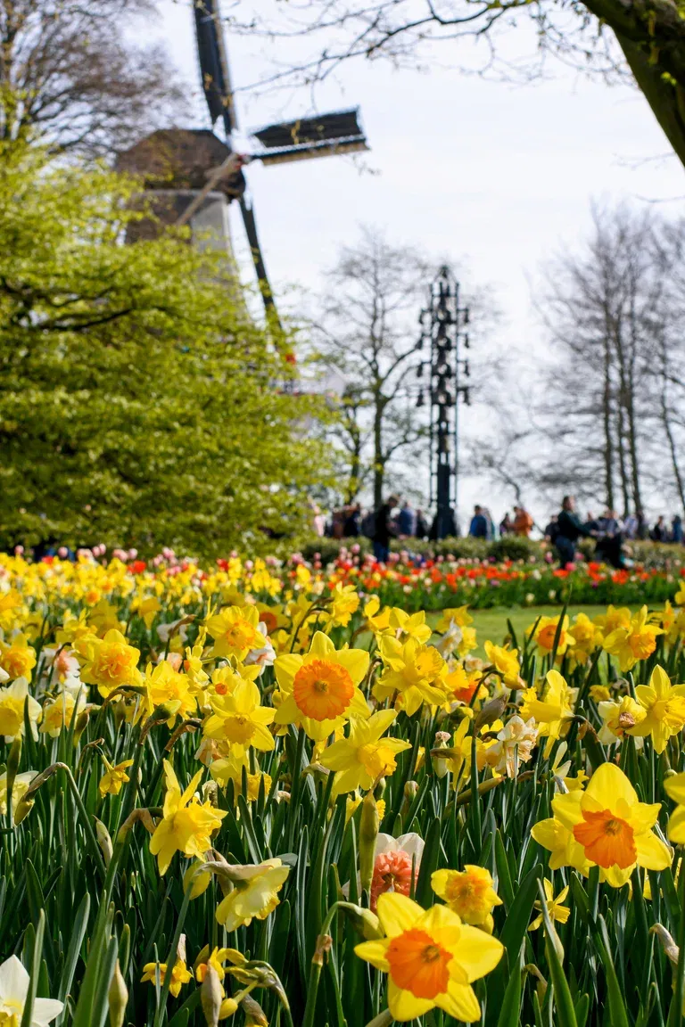 Narcissus Double Mixed