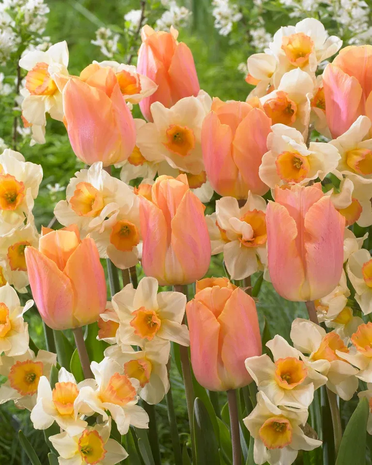 Tulip/Narcissus Mix Lovely Lingerie - 9 bulbs