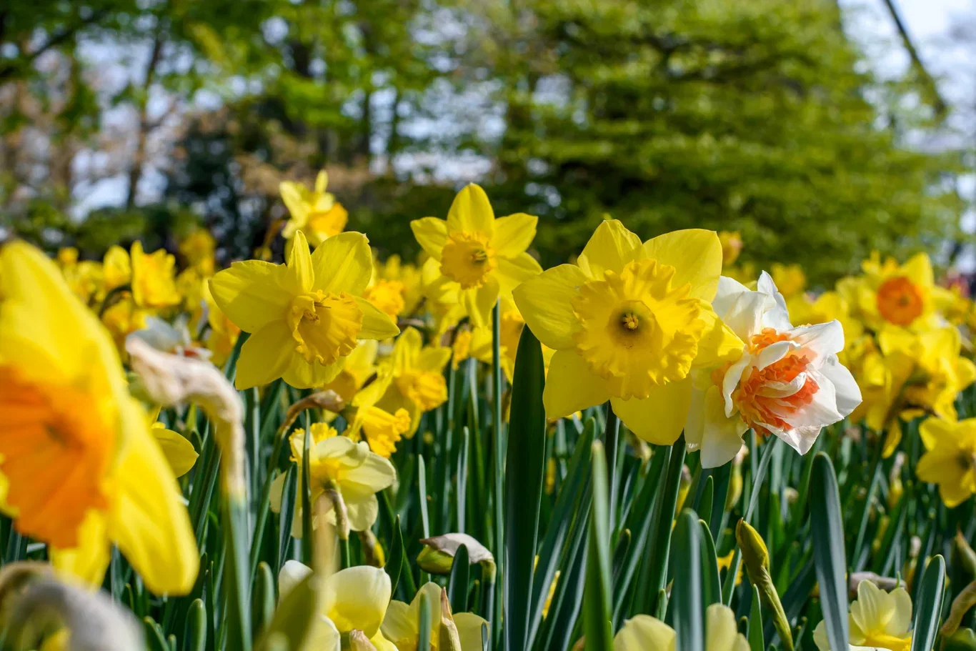 Narcissus Double Mixed