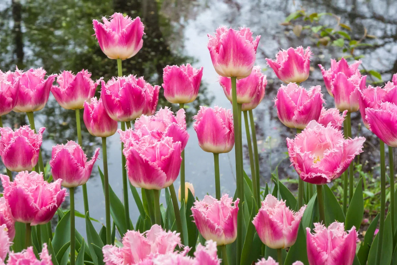 Tulipa Crispa Dallas - 6 bulbs