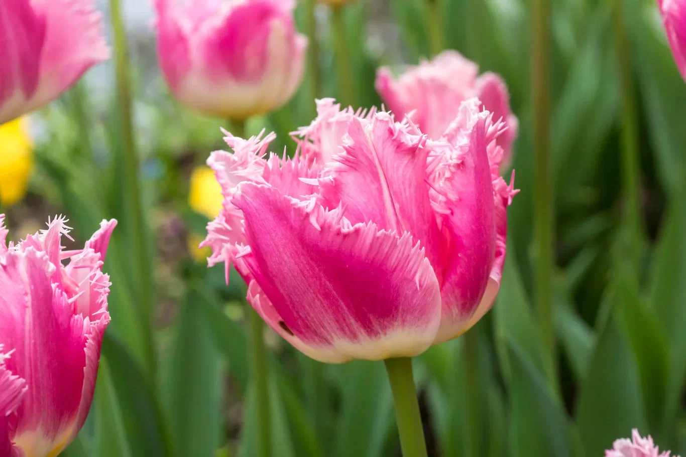 Tulipa Crispa Dallas - 6 bulbs