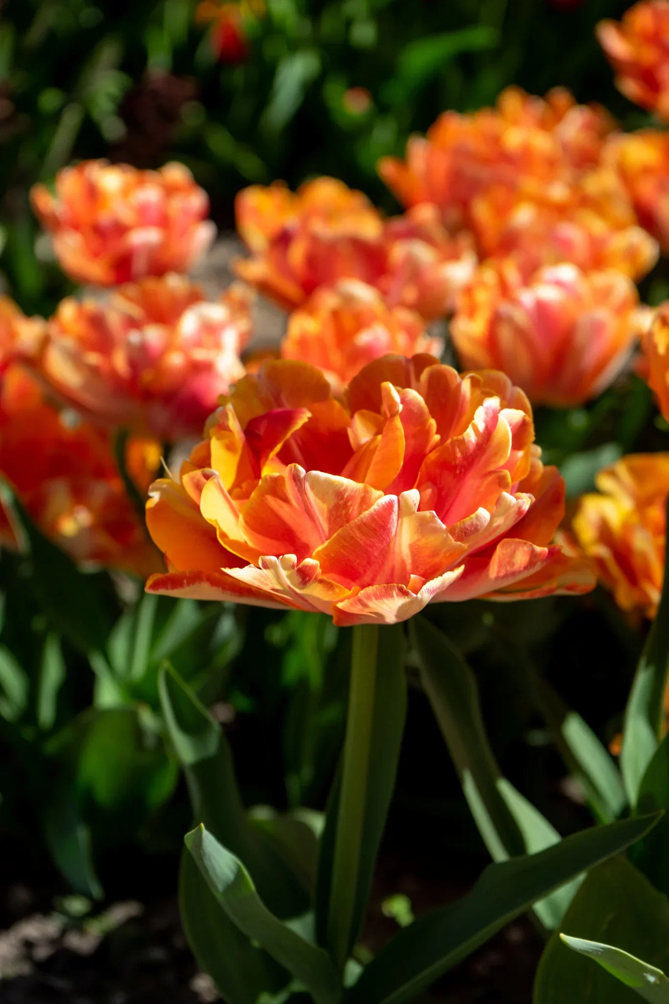 Tulipa Double Early Foxy Foxtrot - 6 bulbs