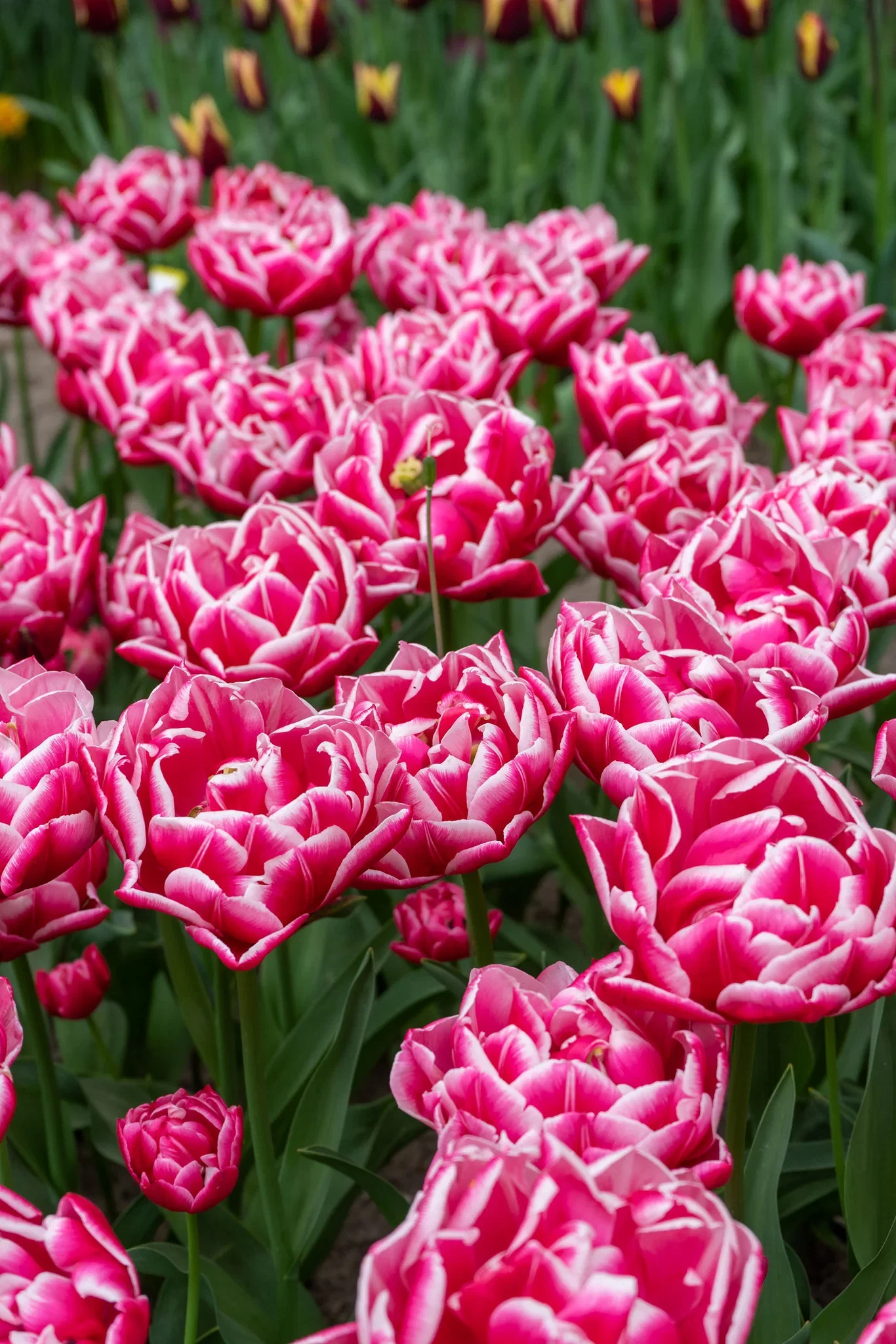 Tulipa Double Early Columbus - 6 bulbs