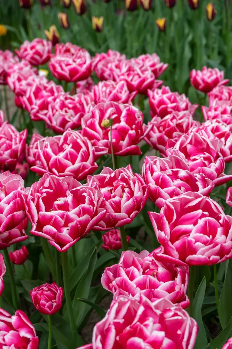 Tulipa Double Early Columbus - 6 bulbs