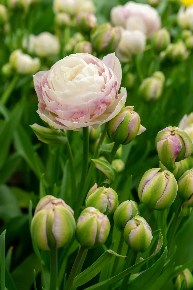 Tulipa Double Late Double Surprise