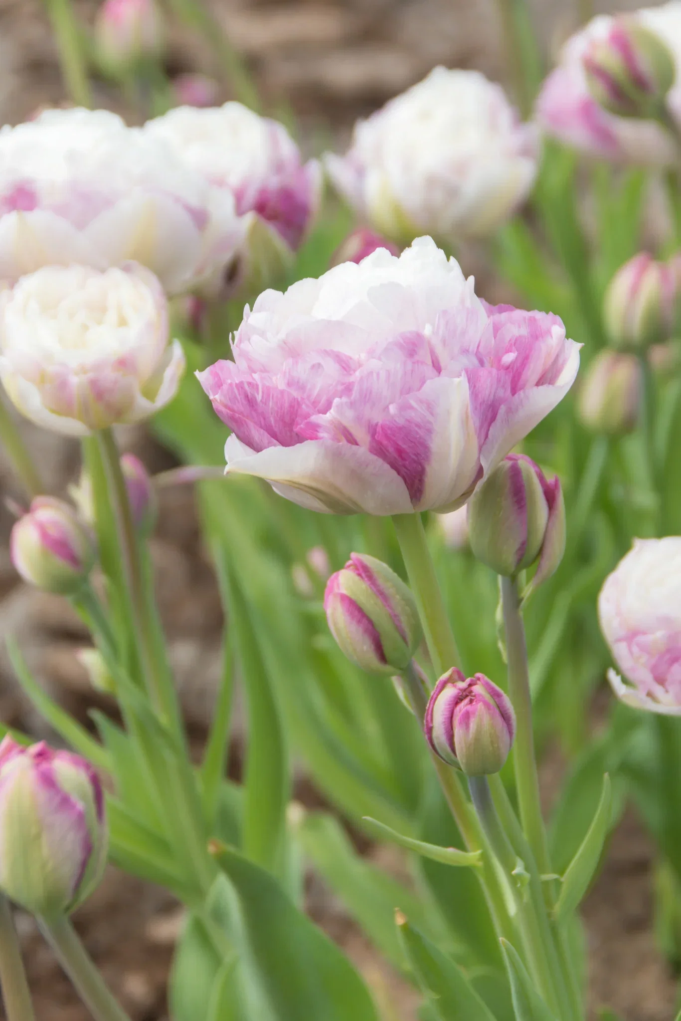 Tulipa Double Late Double Surprise
