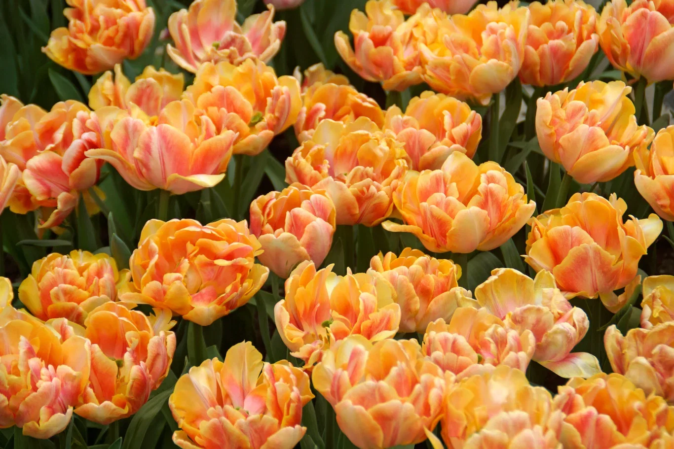 Tulipa Double Early Foxy Foxtrot - 6 bulbs