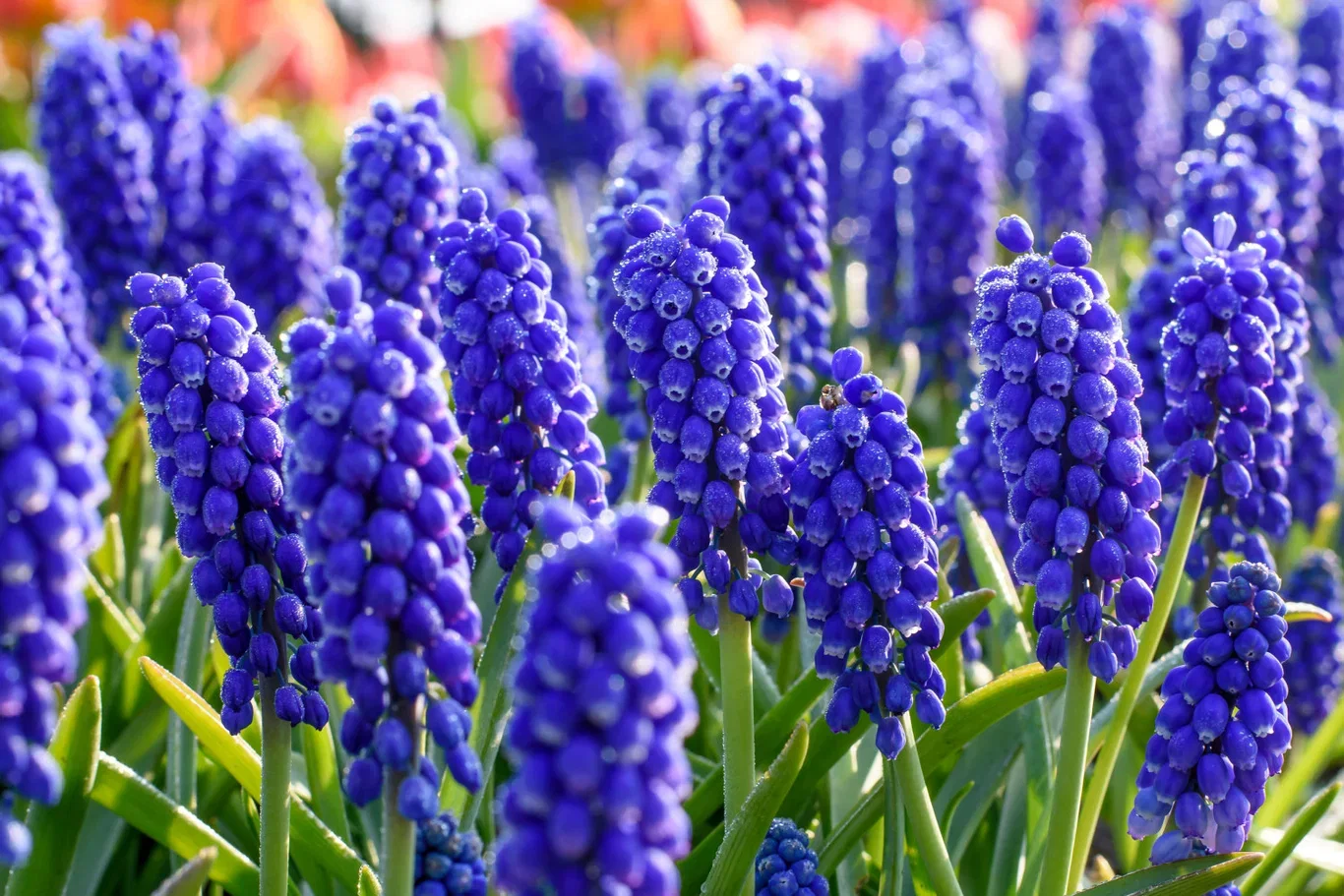 Muscari Armeniacum Blue (BIO)