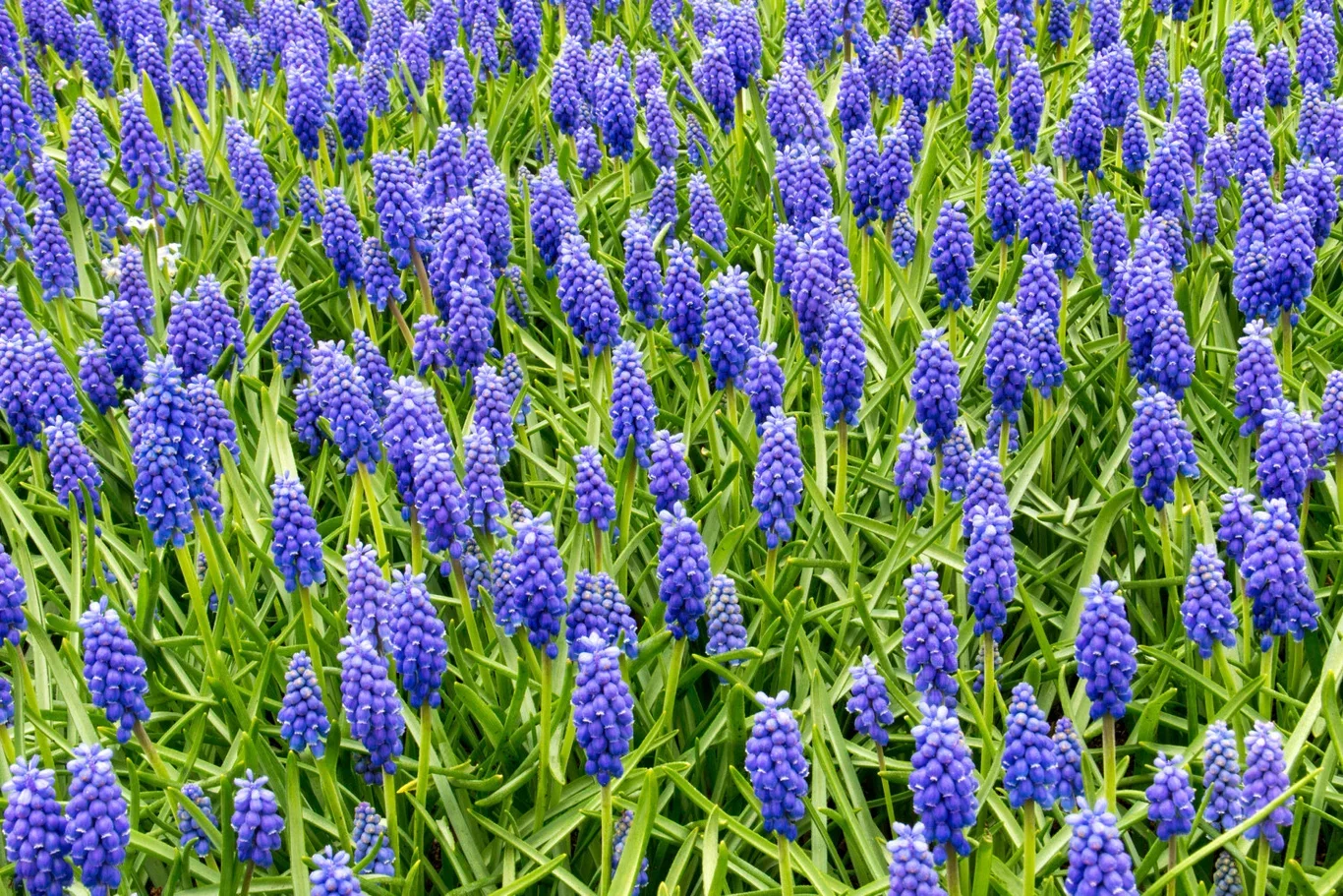 Muscari Armeniacum Blue (BIO)