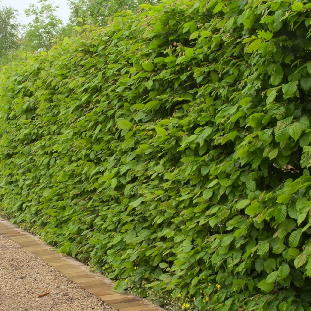 Fagus sylvatica 7,5L